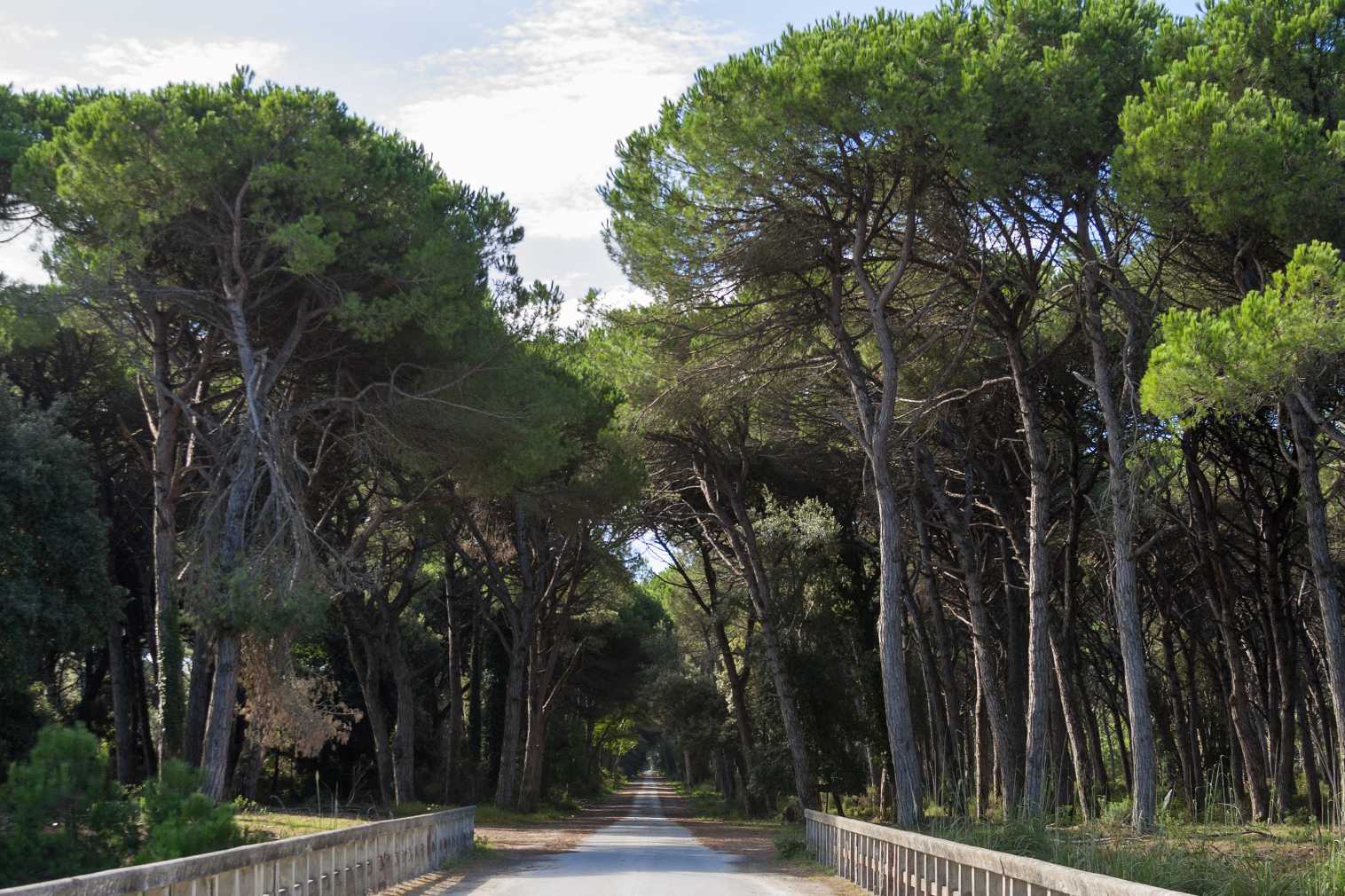 Parco di Migliarino San Rossore e Massaciuccoli